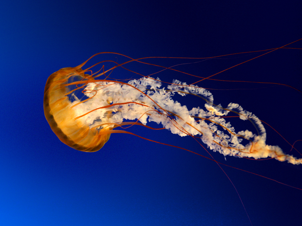 CIKK_Jellyfish.jpg