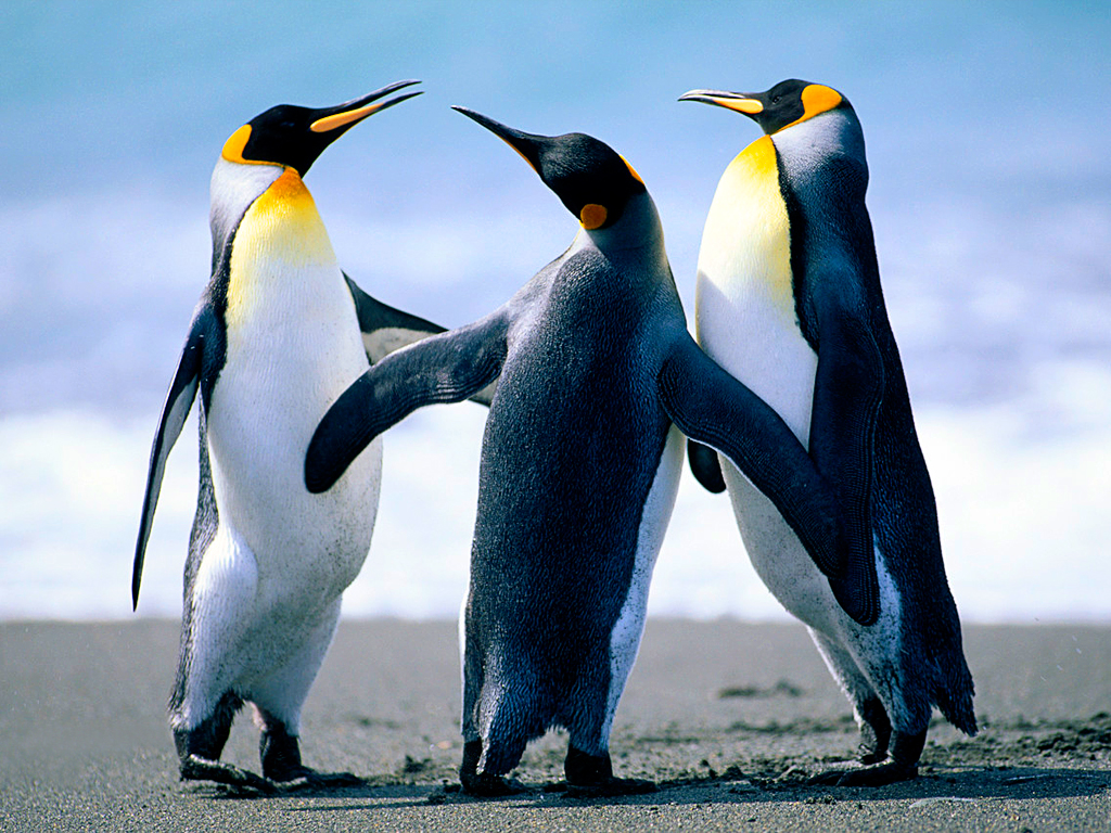 CIKK_Penguins.jpg
